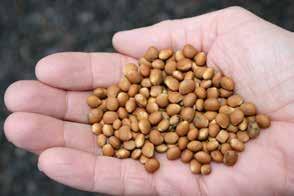 61 Fodervärdet är dock sämre för blå lupin jämfört med vit och gul lupin eftersom den har lägre protein- och fetthalt, ett högre fiberinnehåll samt större andel mättat fett.
