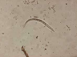 Att undvika parasitangrepp genom betesrotation med parasitfria beten är effektivt om det finns möjlighet till det. 6,7 kg torrsubstans per dag under en betesperiod på 180 dagar.