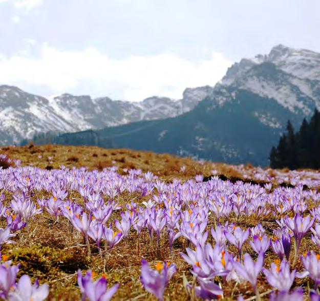 Den dyrbaraste av alla kryddor Saffran kommer från krokusen Crocus sativus som inte växer vilt, utan endast odlas fram.