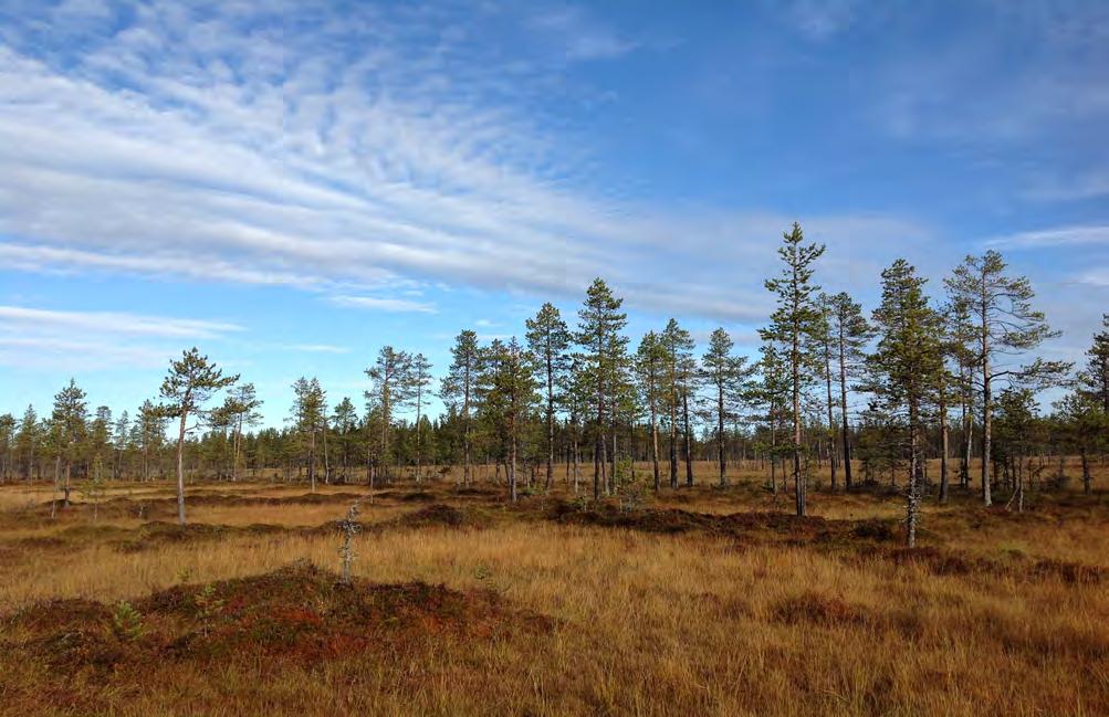 1 Inledning På uppdrag av Markbygden Vind AB har en fågelinventering av våtmarker (figur 1), sjöar och tjärnar utförts i det område som är planerat för Etapp 3 av Markbygdenprojektet, en större