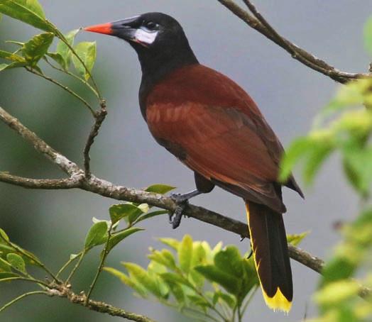 Montezuma Oropendula Foto: Bengt Berglund Det står inte på förrän ett aukande läte hörs i skogen. Vi spanar intensivt och plötsligt sitter den helt nära precis intill vägen - en Keel-billed Motmot.