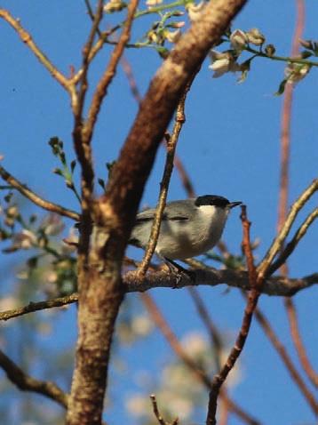 Banded Wren ses av flera i gruppen.