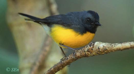 Roufus-naped Wren Foto: Sune Eriksson Slate-throated Whitestart tisdag 29 januari 2019 Monteverde - Carrara Före frukost-träff utanför våra rum på lodgen.