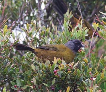 Large-footed Finch vi tvungna att påbörja vårt återtåg för att bli utsläppta ur parken. Ett par rangers kommer t.o.m. och möter oss på väg mot utgången. En riktigt givande exkursion.