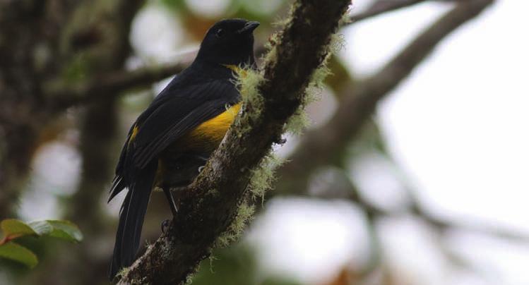 Precis där skogen börjar blir det stopp: Black & yellow Philoptela! (f.d. Black & Yellow Silky Flycatcher).