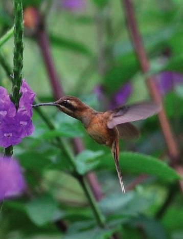 Vi går en liten bit ner i backen med resultatet att några får se speciella kolibris Purple-crowned Fairy och Rufous-tailed Jacamar hörs.