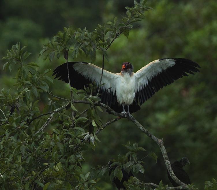 Morgonen är relativt lugn efter nattregn och månförmörkelse (som vi inte kunde se) men en rad av de klassiska Costa Rica-fåglarna hörs och ses.