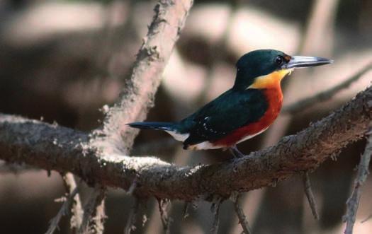 De vanliga representeras av 20-25 individer vardera och då pratar vi Ringed-, Green- och Amazon, möjligen något färre Green. Belted ser vi bara en och American Pygmy två ex!