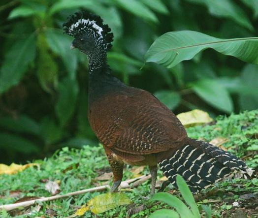 Gräsfåglar som Blue black Grosbeak, Variable Seed-eater, Red-breasted Blackbird och slutligen inte minst den eftertraktade Nicaraguan Seed-Finch.