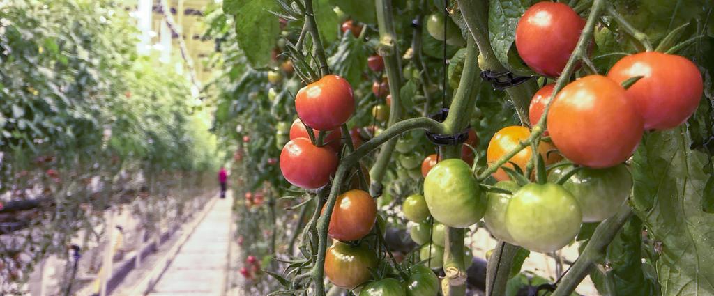 DELÅRSRAPPORT 1 JANUARI - 31 MARS 2019 När vi nu har gått in i vårt andra produktionsår så fortsätter vårt hållbara företag att leverera stark utveckling i linje med våra målsättningar.