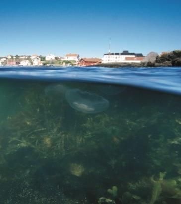 Aktuella regeringsuppdrag Nedskräpning Tillsammans med HaV redovisas 1 Maj 2019 Åtgärder om utsläpp av