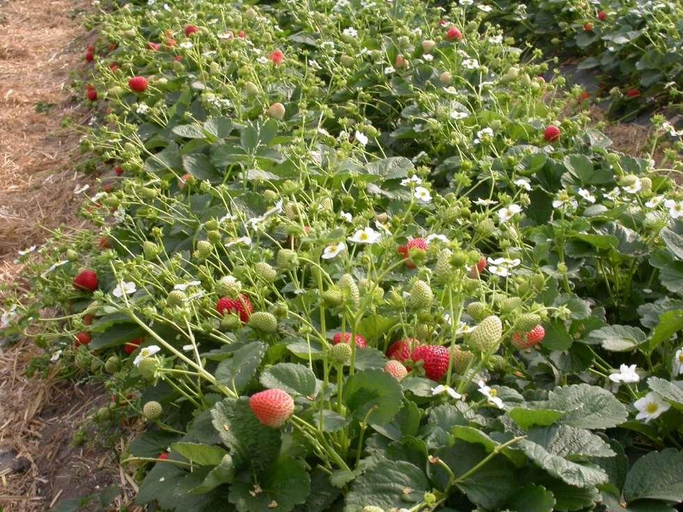 INVESTERINGAR Remonterande produktion Remonterande jordgubbssorter initierar blommor även under långdagsförhållande vilket innebär att de blommar och ger bär kontinuerligt från juli till oktober