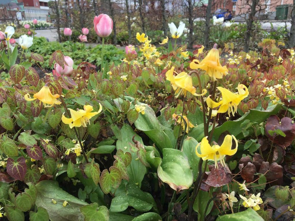Erythronium