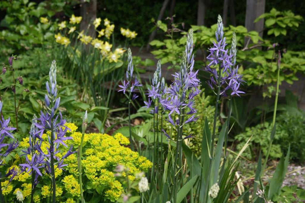 Camassia leitchlinii Caerulea +
