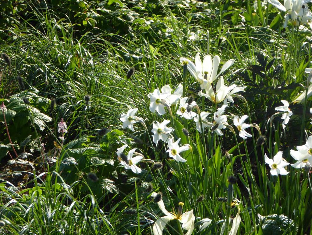 Narcissus poeticus Recurvus