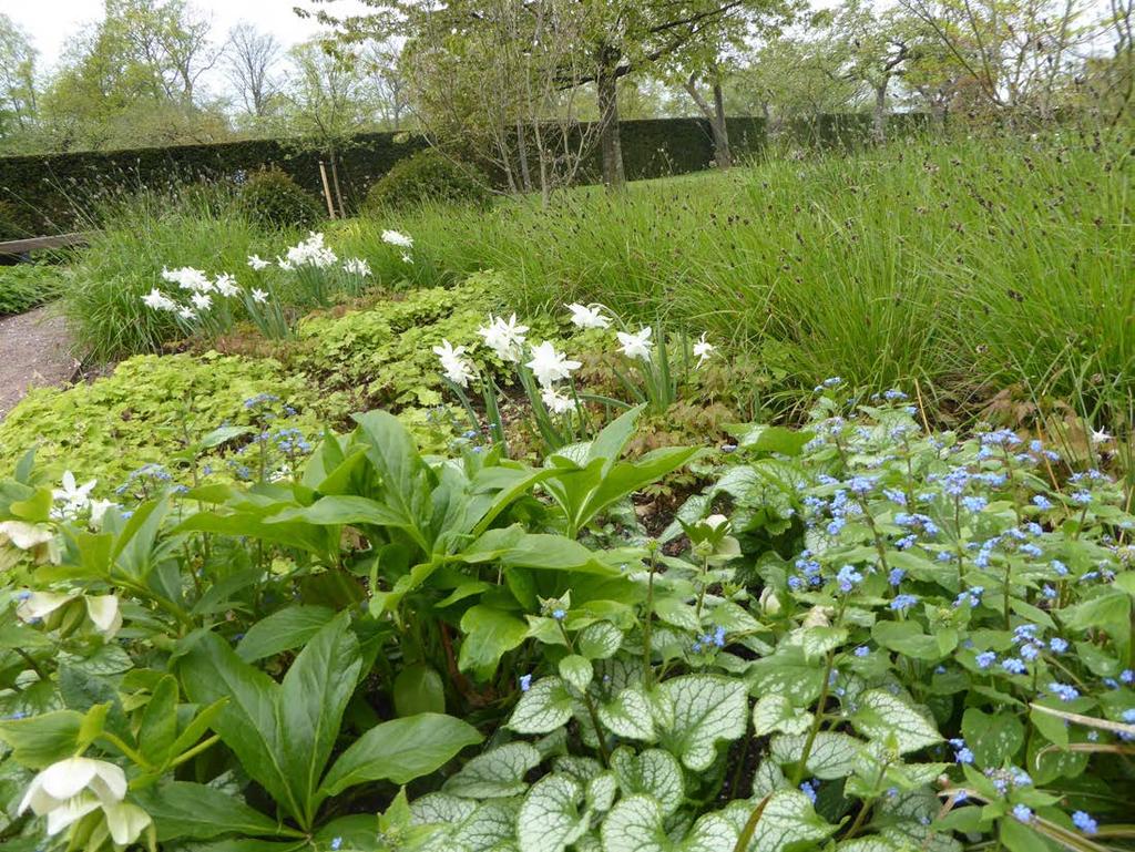 Sesleria heuffleriana, Tiarella cordifolia, Helleborus