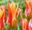 mid-late) between Princeps, you will enjoy consecutive blooms.