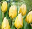 Or even tone on tone, put it next to the Top White variety of hyacinth
