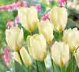 Lefeber, but Red Alert has pretty white and green contrasts on its petals.