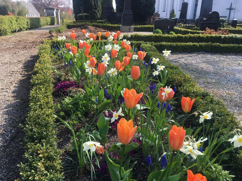 Tulipa fosteriana Orange Emperor Narcisus Queen of the North