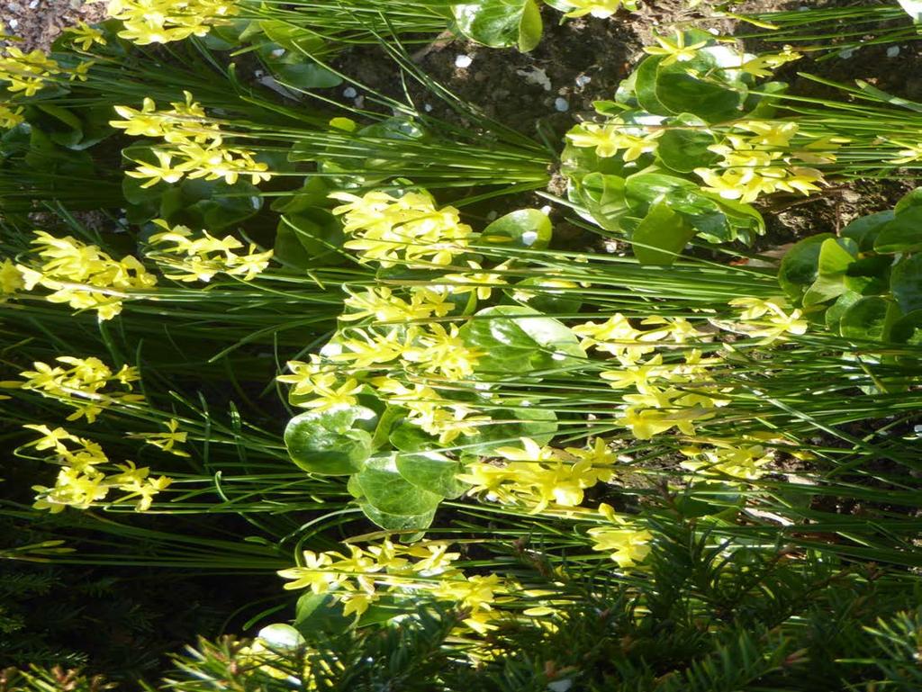 Narcissus Hawera