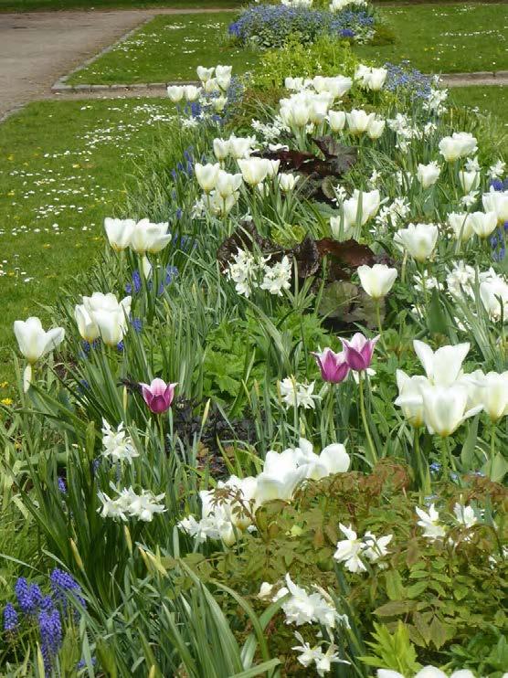 dioicus smålök/ m2 =30 st(galanthus nivalis snödroppe, Galanthis