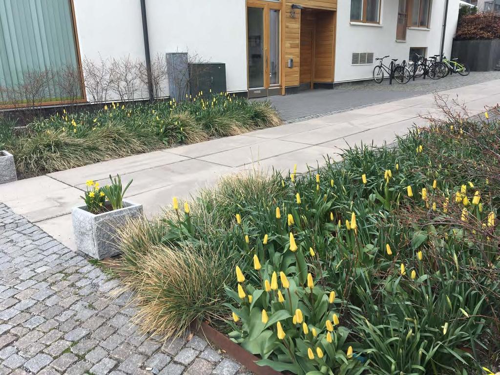 Tulipa
