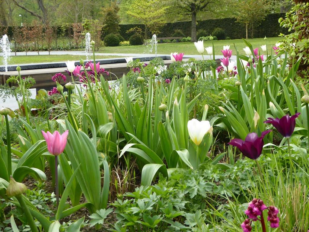 Tulipa Burgundy T.
