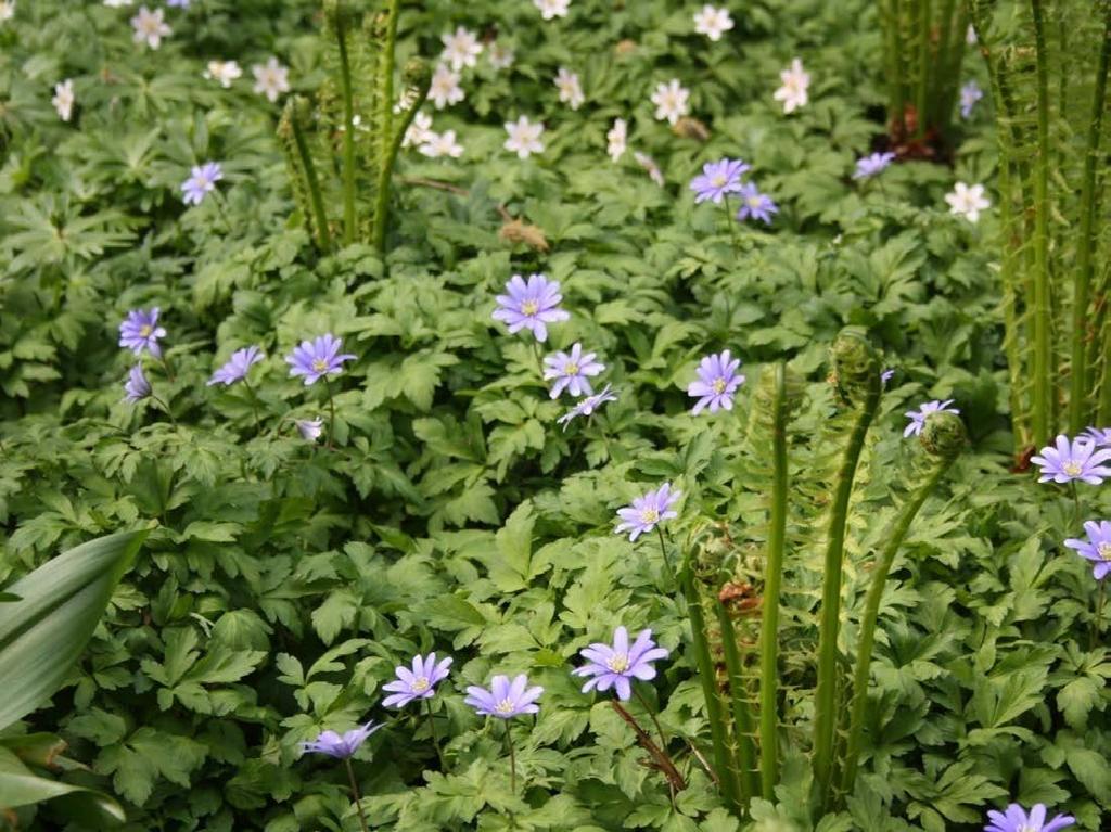 Balkansippa- Anemone