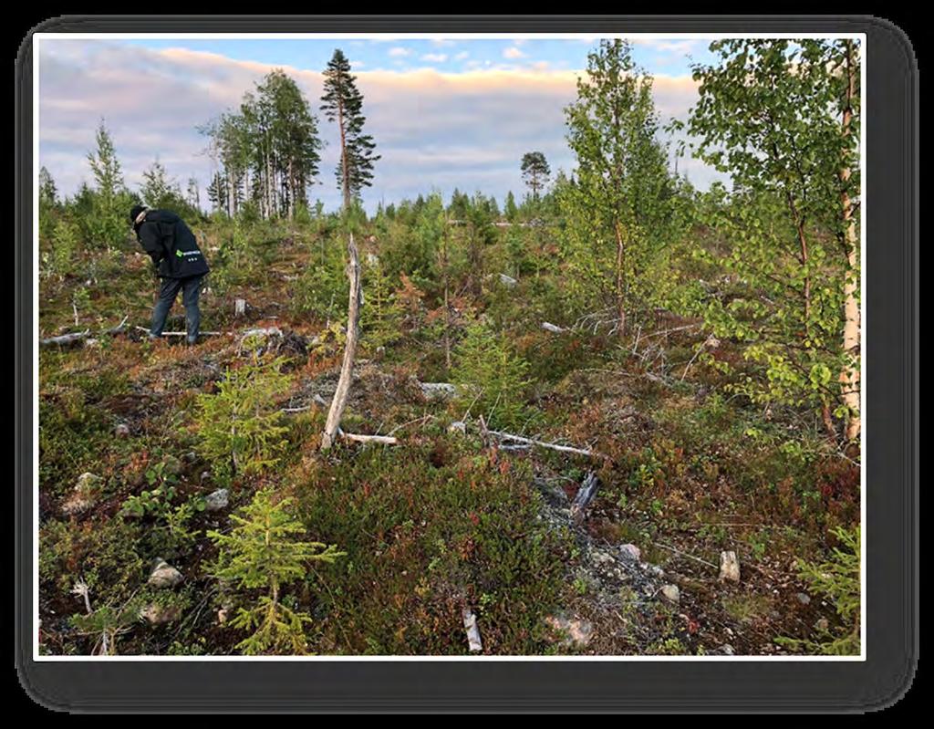 Punkt 2b Multiskadad ungskog i Västerbottens- och