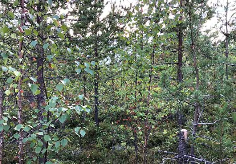 8 Att tänka på vid röjning Röjningens inriktning bör vara beståndsanpassad.
