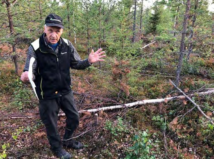 En tallplantering med svampskador kan vid röjning exempelvis omformas till att bli en gran- och björkskog. Det är av stor vikt att alla barrträd med skadesymtom från olika svampar röjs bort.