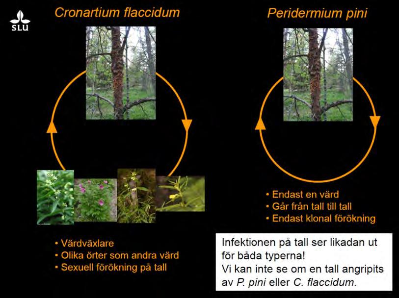 1.3 Aggressivare skadesvampar Skadesvampar förefaller uppträda på ett nytt sätt. Törskate (Cronartuium flaccidum och Peridermium pini) har en lång dokumenterad historia i området.