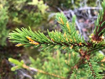 Till höger visas fruktkroppar av skvattramrost på granbarr, Heinävuoma, Norrbotten. 1.