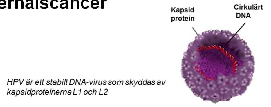 Persisterande (kvardröjande) HPV infektion = nödvändig förutsättning för utveckling av