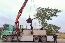 STORLEK- OCH VIKTTABELL För att underlätta hantering och plantering av våra träd listar vi här riktvärden för storlek och vikt.