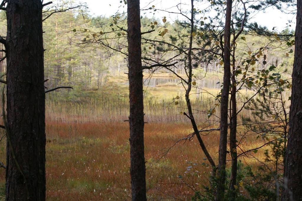 1) Orrkojgölarnas våtmarker och sjöar Areal: 21 ha Naturtyp enligt Natura 2000: 7140, 3160, 91D0 Målnaturtyp: 7140, 3160, 91D0 Beskrivning Kärren kring Orrkojgölarna är delvis mycket blöta och