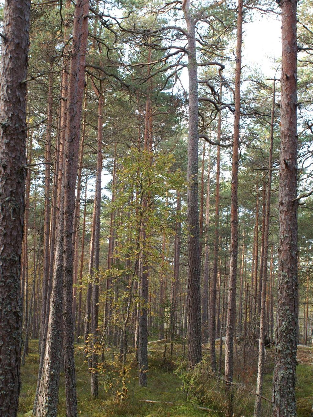 Löpande skötsel: - Bild 3. Exempel på en grov tallöverståndare i område 2.