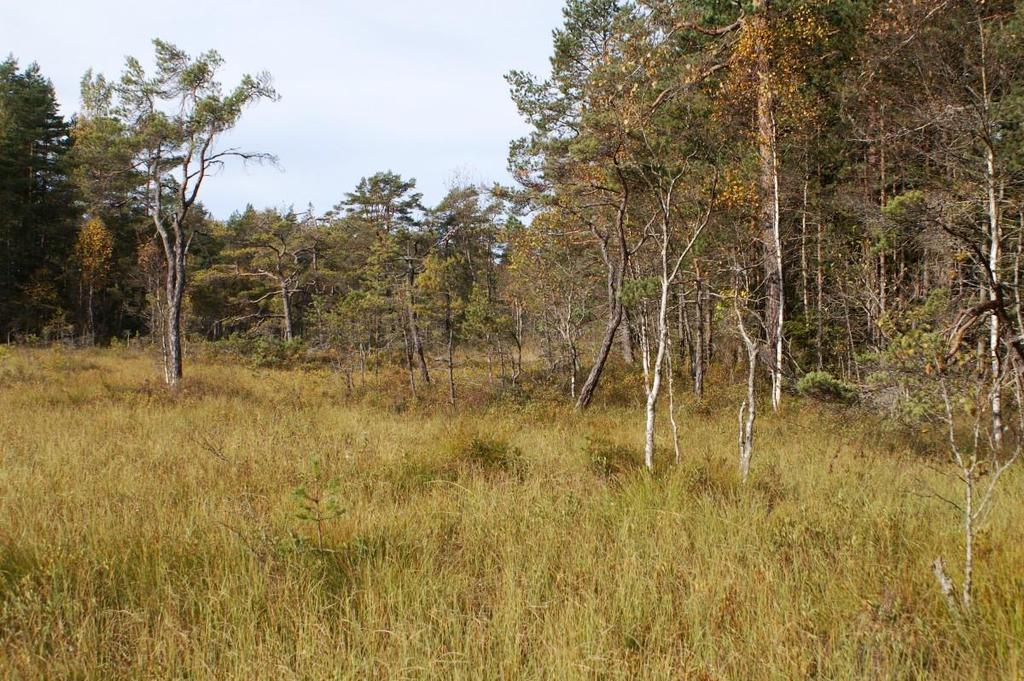 5) Tallskog äldre Areal: 7 ha Naturtyp enligt Natura 2000: 9010 Målnaturtyp: 9010 Beskrivning I södra delen av naturreservatet finns äldre tallskogar av blåbärstyp med inslag av ljung och hällmarker.