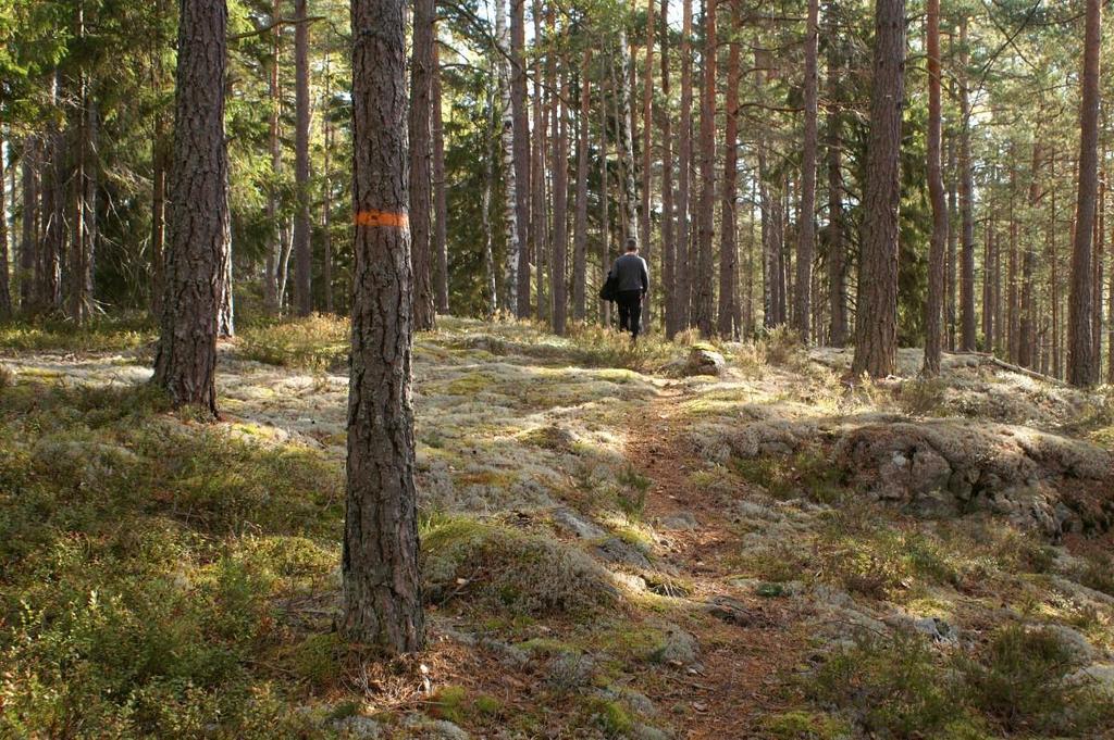 6) Barrblandskog och skog-myrmosaik Areal: 15 ha Naturtyp enligt Natura 2000: 9010 Målnaturtyp: 9010 Beskrivning I västra delen av området finns slingriga våtmarker som omger kanter och holmar av