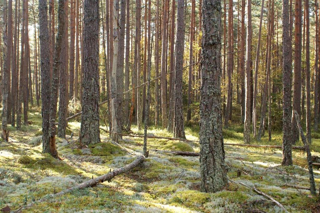 Av äldre kartor kan även utläsas en del namn. Orrkojgölarna hette på häradskartan från 1870- talet Öjköjgölarna och den lilla vattensamlingen nordväst om Lilla Blankgölen bar namnet Oxhålet. 3.