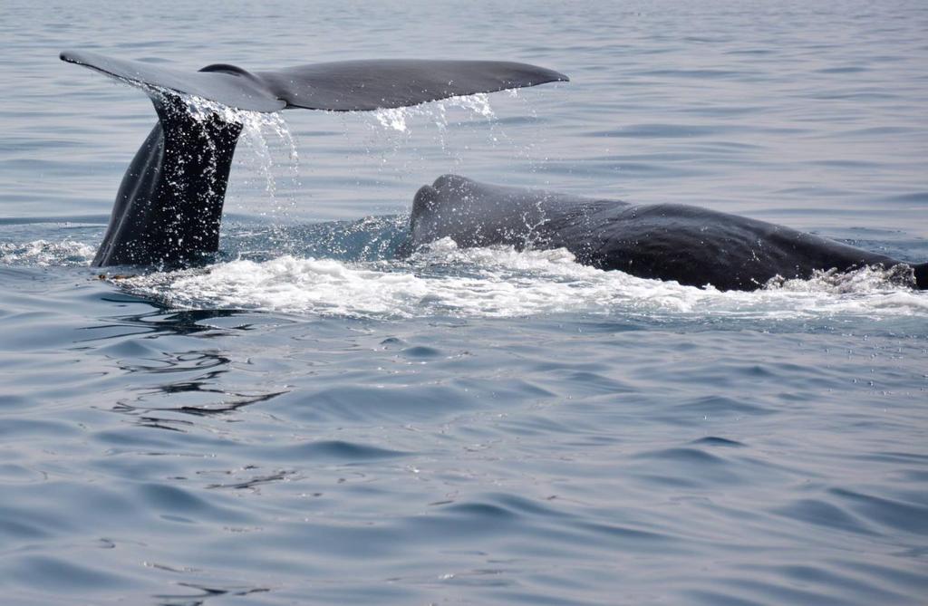 SRI LANKA INDISKA OCEANENS PÄRLA En resa till Sri Lankas ruinstäder & världsarv - vilda elefanter och havets jättar kaskelotten Marinsafari i Trincomalee - foto Mari Hagstein Formad likt en droppe i