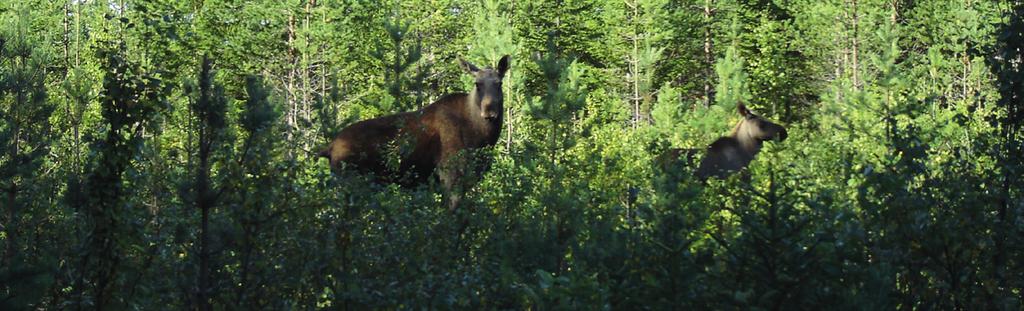 Mål för skog och klövvilt Det svenska skogsbruket har enats om gemensamma mål för skog och klövvilt Målen innebär följande: 1. Det ska vara möjligt att föryngra skogsmarken med lämpligt trädslag. 2.