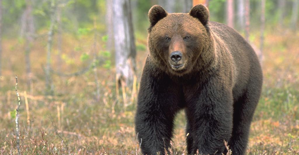 Åtling och utfordring Vid anläggning av björnåtlar, viltåkrar, utfodring eller sådant som påverkar skogstillståndet skall samråd ske med Holmen.