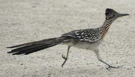 c) En roadrunner (New Mexicos statsfågel) med massan m kommer springande med hastigheten v.