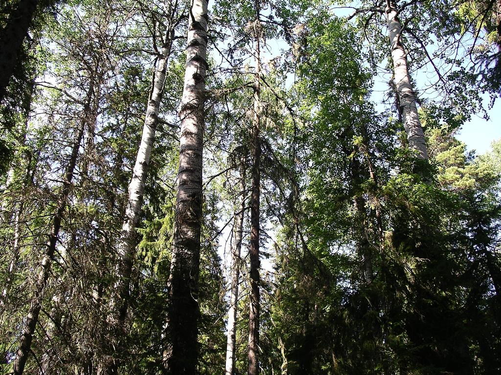 Beslut Datum Dnr (anges vid skriftväxling) 2007-10-24 511-3726-05 Göran Eriksson 063-146272 Enligt sändlista Beslut för Bräntbergets naturreservat Uppgifter om naturreservatet Reservatets namn: