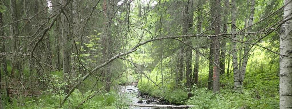 Ytterligare en åtgärd som gynnar den biologiska mångfalden och skapar en mer naturlig bäck är att tillföra död ved i vattnet. Det kan vara både klena grenar och ris samt grova grenar och stammar.