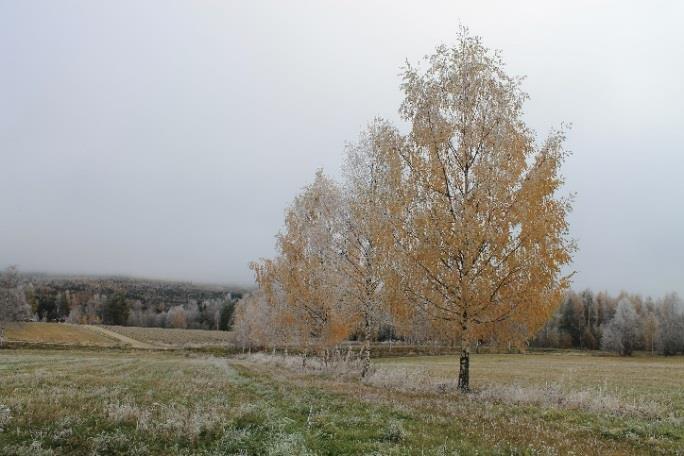 Ångemanälvsåsen, Klocksbäcken, nipravinlandskapet i Resele, Sjuskinnån,