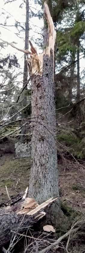 Krisberedskap Alfrida årets första storm som tidvis nådde orkanstyrka Mycket har redan skrivits om årets första storm som drabbade Stockholms och Upplands läns landsbygd, kust och skärgård extra hårt