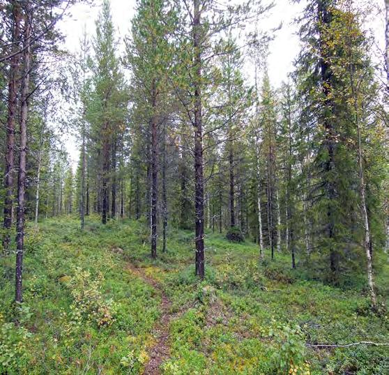 Skogsfastighet i Kangos Skogsfastighet med i huvudsak ungs- och gallringsskogar i tre skogsskiften.